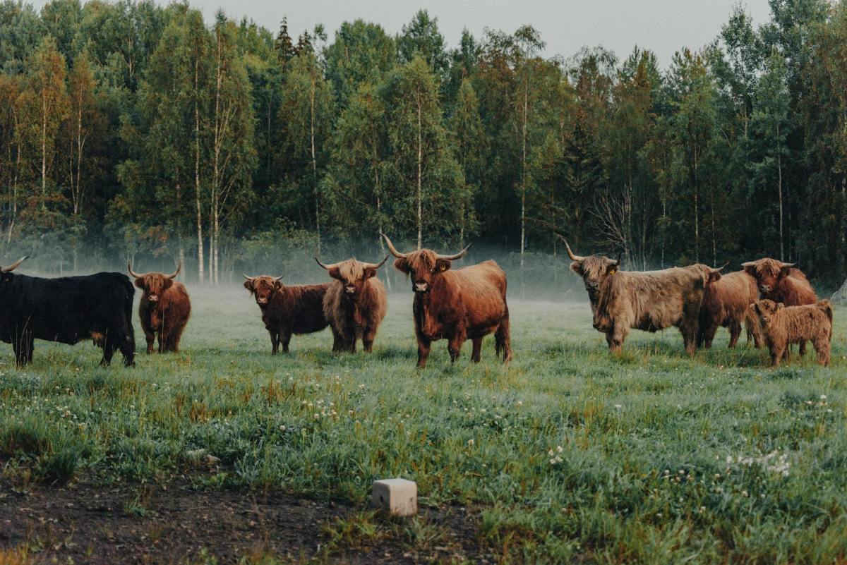 Patricia J wants to raise awareness of the many lesser incidents caused by&nbsp;cattle