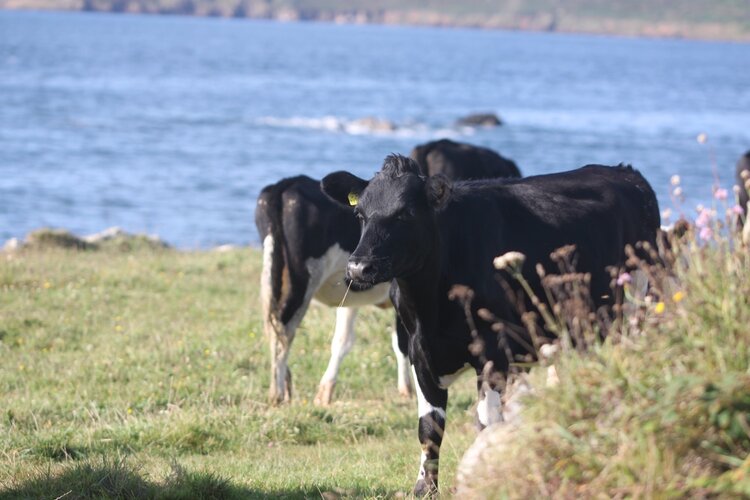 Near-miss on Southwest Coastal Path near&nbsp;Coverack