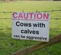 Better to be safe than sorry when dealing with potentially aggressive cows in North&nbsp;Yorkshire