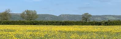 We can’t walk on footpaths as blocked by cattle in Lower Weare&nbsp;Somerset